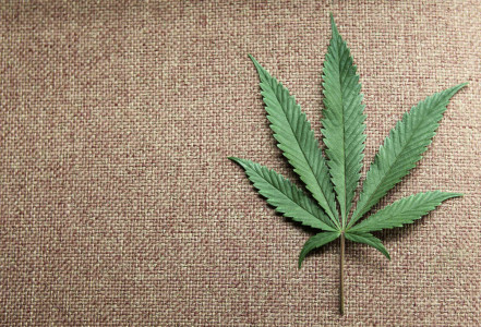 File photo of a marijuana leaf at Canna Pi medical marijuana dispensary in Seattle